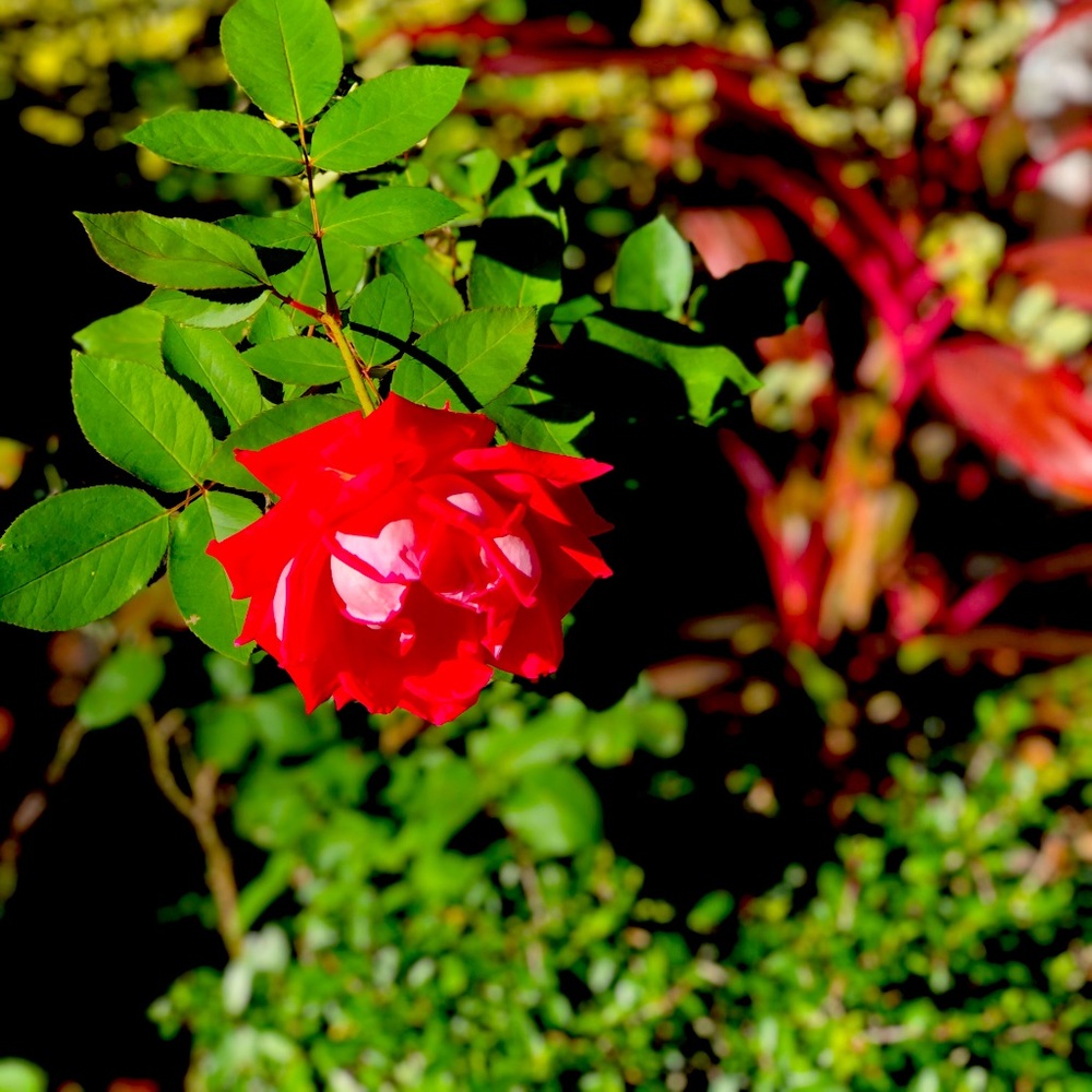 Rose in January